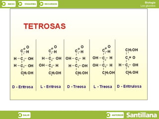 Biología
INICIO    ESQUEMA   RECURSOS
                                          Los glúcidos




         SALIR                 ANTERIOR
 