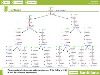 Biología
INICIO       ESQUEMA     RECURSOS
                                                                                  Los glúcidos



         Pentosas




   Para calcular el número de estereoisómeros: 2 n (la ½ D y la ½ L)
   N = nº de carbonos asimétricos
           SALIR                                                       ANTERIOR
 