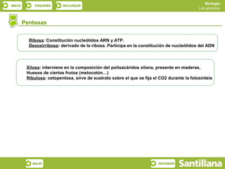 Biología
INICIO        ESQUEMA      RECURSOS
                                                                                              Los glúcidos



         Pentosas


           Ribosa: Constitución nucleótidos ARN y ATP.
           Desoxirribosa: derivado de la ribosa. Participa en la constitución de nucleótidos del ADN



          Xilosa: interviene en la composición del polisacáridos xilana, presente en maderas,
          Huesos de ciertos frutos (melocotón…)
          Ribulosa: cetopentosa, sirve de sustrato sobre el que se fija el CO2 durante la fotosínteis




            SALIR                                                         ANTERIOR
 