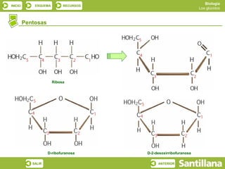 Biología
INICIO       ESQUEMA        RECURSOS
                                                                 Los glúcidos



         Pentosas




                       Ribosa




                    D-ribofuranosa     D-2-desoxirribofuranosa

            SALIR                           ANTERIOR
 