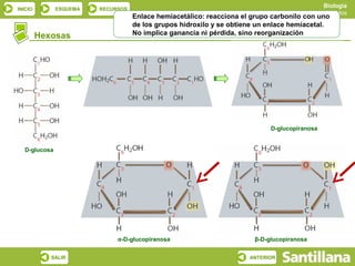 Biología
INICIO        ESQUEMA   RECURSOS
                                                                                          Los glúcidos
                                   Enlace hemiacetálico: reacciona el grupo carbonilo con uno
                                   de los grupos hidroxilo y se obtiene un enlace hemiacetal.
         Hexosas                   No implica ganancia ni pérdida, sino reorganización




                                                                           D-glucopiranosa


  D-glucosa




                             α-D-glucopiranosa                        β-D-glucopiranosa


            SALIR                                                    ANTERIOR
 