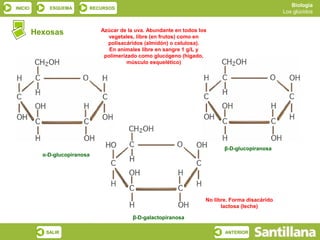 Biología
INICIO       ESQUEMA           RECURSOS
                                                                                                      Los glúcidos



         Hexosas                  Azúcar de la uva. Abundante en todos los
                                    vegetales, libre (en frutos) como en
                                    polisacáridos (almidón) o celulosa).
                                     En animales libre en sangre 1 g/L y
                                   polimerizado como glucógeno (hígado,
                                            músculo esquelético)




                                                                                β-D-glucopiranosa
           α-D-glucopiranosa




                                                                         No libre. Forma disacárido
                                                                               lactosa (leche)

                                              β-D-galactopiranosa

            SALIR                                                               ANTERIOR
 