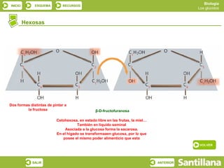 Biología
INICIO        ESQUEMA        RECURSOS
                                                                                           Los glúcidos



         Hexosas




Dos formas distintas de pintar a
         la fructosa                            β-D-fructofuranosa

                          Cetohexosa, en estado libre en las frutas, la miel…
                                     También en líquido seminal
                              Asociada a la glucosa forma la sacarosa.
                          En el hígado se transformaaen glucosa, por lo que
                             posee el mismo poder alimenticio que esta
                                                                                           VOLVER




            SALIR                                                               ANTERIOR
 