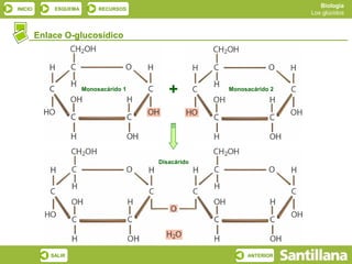 Biología
INICIO       ESQUEMA        RECURSOS
                                                                      Los glúcidos



         Enlace O-glucosídico




                       Monosacárido 1
                                           +         Monosacárido 2




                                        Disacárido




            SALIR                                         ANTERIOR
 