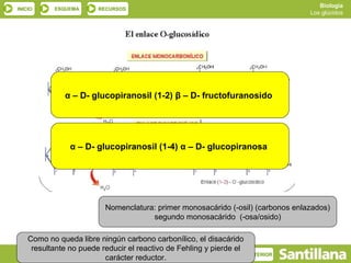 Biología
INICIO     ESQUEMA      RECURSOS
                                                                                  Los glúcidos




              α – D- glucopiranosil (1-2) β – D- fructofuranosido




                α – D- glucopiranosil (1-4) α – D- glucopiranosa




                          Nomenclatura: primer monosacárido (-osil) (carbonos enlazados)
                                      segundo monosacárido (-osa/osido)

    Como no queda libre ningún carbono carbonílico, el disacárido
     resultante no puede reducir el reactivo de Fehling y pierde el
           SALIR                                                      ANTERIOR
                          carácter reductor.
 