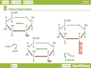 Biología
INICIO       ESQUEMA        RECURSOS
                                                                          Los glúcidos



         Enlace N-glucosídico




                β-glucosa



                                                            β-N-acetil-
                                                           glucosamina




 R▬NH2
                                       β-glucosamina
            R▬OH


                                                              R’▬H

                                                        R’▬CO▬CH3


            SALIR                                      ANTERIOR
 