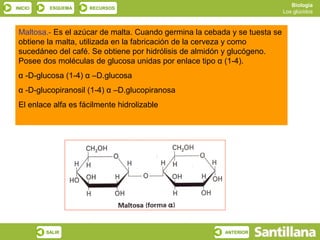 Biología
INICIO    ESQUEMA    RECURSOS
                                                                            Los glúcidos



 Maltosa.- Es el azúcar de malta. Cuando germina la cebada y se tuesta se
 obtiene la malta, utilizada en la fabricación de la cerveza y como
 sucedáneo del café. Se obtiene por hidrólisis de almidón y glucógeno.
 Posee dos moléculas de glucosa unidas por enlace tipo α (1-4).
 α -D-glucosa (1-4) α –D.glucosa
 α -D-glucopiranosil (1-4) α –D.glucopiranosa
 El enlace alfa es fácilmente hidrolizable




         SALIR                                           ANTERIOR
 
