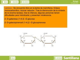 Biología
INICIO    ESQUEMA    RECURSOS
                                                                        Los glúcidos



 Lactosa.- Se encuentra libre en la leche de mamíferos. Enlace
 monocarbonílico. Azúcar reductor. Tras la disminución de la síntesis
 de la enzima lactasa, tras la infancia, algunas personas tienen
 dificultades para hidrolizarla y presentan intolerancia.
 β -D-galactosa (1-4) β –D.glucosa
 β -D-galactopiranosil (1-4) β –D.glucopiranosa




         SALIR                                             ANTERIOR
 