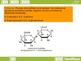 Biología
INICIO    ESQUEMA    RECURSOS
                                                                        Los glúcidos



 Celobiosa.- Procede de la hidrólisis de la celulosa. Una molécula de
 glucosa se encuentra invertida, respecto a la otra y el enlace es
 dificilmente hidrolizable.
 β -D-glucosa(1-4) β –D.glucosa
 β -D-glucopiranosil1-4) β –D.glucopiranosa




         SALIR                                             ANTERIOR
 