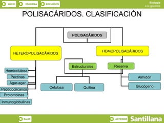 Biología
    INICIO       ESQUEMA   RECURSOS
                                                                            Los glúcidos


             POLISACÁRIDOS. CLASIFICACIÓN

                                        POLISACÁRIDOS



                                                        HOMOPOLISACÁRIDOS
        HETEROPOLISACÁRIDOS


                                        Estructurales        Reserva
  Hemicelulosa
      Pectinas                                                           Almidón
     Agar-agar
                             Celulosa         Quitina                   Glucógeno
Peptidoglicanos
 Protombinas
Inmunoglobulinas



             SALIR                                           ANTERIOR
 