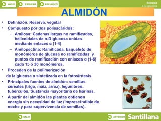 Biología
    INICIO    ESQUEMA   RECURSOS
                                                                Los glúcidos


                                   ALMIDÓN
•  Definición. Reserva, vegetal
•  Compuesto por dos polisacáridos:
    – Amilosa: Cadenas largas no ramificadas,
       helicoidales de α-D-glucosa unidas
       mediante enlaces α (1-4)
    – Amilopectina: Ramificada. Esqueleto de
       monómeros de glucosa no ramificadas y
       puntos de ramificación con enlaces α (1-6)
       cada 15 o 30 monómeros.
• Proceden de la polimerización
  de la glucosa α sintetizada en la fotosíntesis.
• Principales fuentes de almidón: semillas
   cereales (trigo, maíz, arroz), legumbres,
   tubérculos. Sustancia mayoritaria de harinas.
• A partir del almidón las plantas obtienen
   energía sin necesidad de luz (imprescindible de
   noche y para supervivencia de semillas).

             SALIR                                   ANTERIOR
 