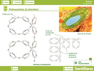 Biología
  INICIO          ESQUEMA   RECURSOS
                                                                                        Los glúcidos



           Polisacáridos (I) (almidón)
Enlace α (1-4)




                                                  Punto de
                                                  ramificación
                                                                                 Gránulo de almidón
                                                  α (1-6)




                                                                    Cadenas de
                                                                    polímeros
                                                                    de glucosa


                                                                                  MÁS
                                                                                  POLISACÁRIDOS
                                   Amilosa y amilopectina

                 SALIR                                           ANTERIOR
 