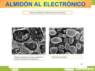 Biología

 ALMIDÓN AL ELECTRÓNICO
INICIO    ESQUEMA   RECURSOS
                                          Los glúcidos




         SALIR                 ANTERIOR
 