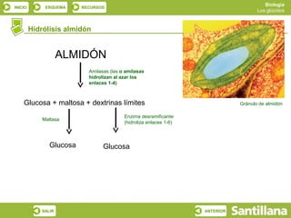 Biología
INICIO        ESQUEMA    RECURSOS
                                                                                      Los glúcidos



         Hidrólisis almidón


                    ALMIDÓN
                           Amilasas (las α amilasas
                           hidrolizan al azar los
                           enlaces 1-4)



    Glucosa + maltosa + dextrinas límites                                      Gránulo de almidón

                                          Enzima desramificante
             Maltasa
                                          (hidroliza enlaces 1-6)



               Glucosa           Glucosa




            SALIR                                                   ANTERIOR
 