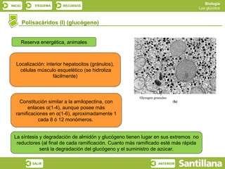 Biología
INICIO        ESQUEMA     RECURSOS
                                                                                     Los glúcidos



         Polisacáridos (I) (glucógeno)


         Reserva energética, animales



   Localización: interior hepatocitos (gránulos),
     células músculo esquelético (se hidroliza
                    fácilmente)




     Constitución similar a la amilopectina, con
        enlaces α(1-4), aunque posee más
   ramificaciones en α(1-6), aproximadamente 1
             cada 8 ó 12 monómeros.


 La síntesis y degradación de almidón y glucógeno tienen lugar en sus extremos no
  reductores (al final de cada ramificación. Cuanto más ramificado esté más rápida
             será la degradación del glucógeno y el suministro de azúcar.

             SALIR                                              ANTERIOR
 