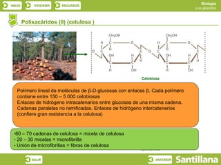 Biología
INICIO        ESQUEMA    RECURSOS
                                                                               Los glúcidos



         Polisacáridos (II) (celulosa )




                                                         Celobiosa


   Polímero lineal de moléculas de β-D-glucosas con enlaces β. Cada polímero
   contiene entre 150 – 5 000 celobiosas
   Enlaces de hidrógeno intracatenarios entre glucosas de una misma cadena.
   Cadenas paralelas no ramificadas. Enlaces de hidrógeno intercatenerios
   (confiere gran resistencia a la celulosa)


 -60 – 70 cadenas de celulosa = micela de celulosa
 - 20 – 30 micelas = microfibrilla
 - Unión de microfibrillas = fibras de celulosa
                                                         Quitobiosa

             SALIR                                              ANTERIOR
 