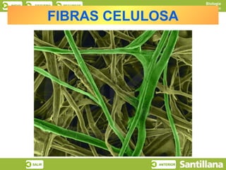 Biología
INICIO    ESQUEMA   RECURSOS
                                          Los glúcidos

                 FIBRAS CELULOSA




         SALIR                 ANTERIOR
 