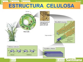 Biología
INICIO    ESQUEMA   RECURSOS
                                          Los glúcidos

         ESTRUCTURA CELULOSA




         SALIR                 ANTERIOR
 