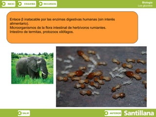 Biología
INICIO    ESQUEMA     RECURSOS
                                                                           Los glúcidos




 Enlace β inatacable por las enzimas digestivas humanas (sin interés
 alimentario).
 Microorganismos de la flora intestinal de herbívoros rumiantes.
 Intestino de termitas, protozoos xilófagos.




         SALIR                                                  ANTERIOR
 