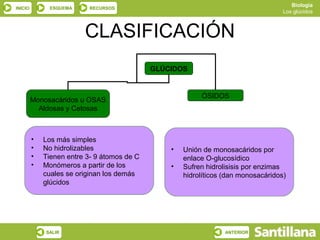 Biología
INICIO        ESQUEMA      RECURSOS
                                                                                    Los glúcidos



                         CLASIFICACIÓN
                                             GLÚCIDOS


                                                          ÓSIDOS
         Monosacáridos u OSAS
           Aldosas y Cetosas



         •   Los más simples
         •   No hidrolizables                    •   Unión de monosacáridos por
         •   Tienen entre 3- 9 átomos de C           enlace O-glucosídico
         •   Monómeros a partir de los           •   Sufren hidrolisisis por enzimas
             cuales se originan los demás            hidrolíticos (dan monosacáridos)
             glúcidos




             SALIR                                                ANTERIOR
 