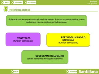 Biología
INICIO        ESQUEMA      RECURSOS
                                                                                  Los glúcidos



         Heterolisacáridos


     Polisacáridos en cuya composición intervienen 2 ó más monosacáridos (o sus
                       derivados) que se repiten periódicamente.




                VEGETALES                                 PEPTIDOGLUCANOS O
            (función estructural)                          MUREÍNAS
                                                       (función estructural)




                                    GLUSOSAMINOGLUCANOS
                           (antes llamados mucopolisacáridos)




             SALIR                                              ANTERIOR
 