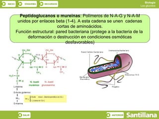 Biología
INICIO       ESQUEMA    RECURSOS
                                                                         Los glúcidos



           Peptidoglucanos o mureínas: Polímeros de N-A-G y N-A-M
          unidos por enlaces beta (1-4). A esta cadena se unen cadenas
                               cortas de aminoácidos.
         Función estructural: pared bacteriana (protege a la bacteria de la
               deformación o destrucción en condiciones osmóticas
                                   desfavorables)




            SALIR                                         ANTERIOR
 