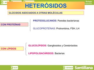 Biología
  INICIO       ESQUEMA   RECURSOS
                                                                       Los glúcidos

                         HETERÓSIDOS
           GLÚCIDOS ASOCIADOS A OTRAS MOLÉCULAS


                                PROTEOGLUCANOS: Paredes bacterianas
CON PROTEÍNAS
                                GLUCOPROTEÍNAS: Protrombina, FSH, LH




                           GLUCOLÍPIDOS: Gangliosidos y Cerebrósidos
CON LÍPIDOS

                           LIPOPOLISACÁRIDOS: Bacterias




              SALIR                                       ANTERIOR
 