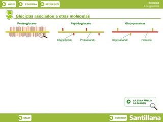 Biología
INICIO        ESQUEMA    RECURSOS
                                                                                       Los glúcidos



         Glúcidos asociados a otras moléculas
         Proteoglucano                    Peptidoglucano                 Glucoproteínas




                                Oligopéptido    Polisacárido   Oligosacárido         Proteína




                                                                               LA LUPA AMPLÍA
                                                                               LA IMAGEN




             SALIR                                               ANTERIOR
 