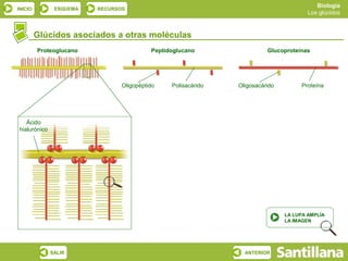 Biología
INICIO         ESQUEMA   RECURSOS
                                                                                       Los glúcidos



         Glúcidos asociados a otras moléculas
         Proteoglucano                    Peptidoglucano                 Glucoproteínas




                                Oligopéptido    Polisacárido   Oligosacárido         Proteína




   Ácido
hialurónico




                                                                               LA LUPA AMPLÍA
                                                                               LA IMAGEN




              SALIR                                              ANTERIOR
 