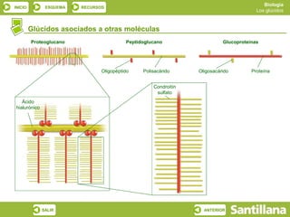 Biología
INICIO         ESQUEMA   RECURSOS
                                                                                        Los glúcidos



         Glúcidos asociados a otras moléculas
         Proteoglucano                    Peptidoglucano                   Glucoproteínas




                                Oligopéptido    Polisacárido     Oligosacárido        Proteína


                                                    Condroitín
                                                     sulfato
   Ácido
hialurónico




              SALIR                                                ANTERIOR
 