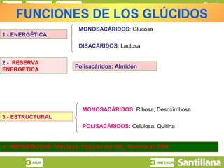Biología
   INICIO    ESQUEMA   RECURSOS
                                                                         Los glúcidos

      FUNCIONES DE LOS GLÚCIDOS
                              MONOSACÁRIDOS: Glucosa
1.- ENERGÉTICA

                              DISACÁRIDOS: Lactosa


2.- RESERVA
                            Polisacáridos: Almidón
ENERGÉTICA




                                  MONOSACÁRIDOS: Ribosa, Desoxirribosa
3.- ESTRUCTURAL
                                  POLISACÁRIDOS: Celulosa, Quitina


4.- METABÓLICAS: Ribulosa: Fijación del CO2; Hormonal: FSH

            SALIR                                           ANTERIOR
 
