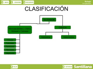 Biología
INICIO        ESQUEMA   RECURSOS
                                                                 Los glúcidos



                        CLASIFICACIÓN
                                     GLÚCIDOS


                                                ÓSIDOS
         Monosacáridos u OSAS
           Aldosas y Cetosas

                                   Holósidos       Heterósidos
   Triosas
  Tetrosas
 Pentosas
  Hexosas
 Heptosas




             SALIR                                   ANTERIOR
 