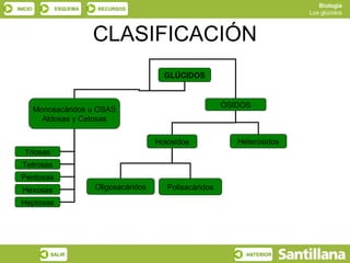Biología
INICIO        ESQUEMA   RECURSOS
                                                                             Los glúcidos



                        CLASIFICACIÓN
                                           GLÚCIDOS


                                                            ÓSIDOS
         Monosacáridos u OSAS
           Aldosas y Cetosas

                                         Holósidos             Heterósidos
   Triosas
  Tetrosas
 Pentosas
  Hexosas               Oligosacáridos      Polisacáridos
 Heptosas




             SALIR                                               ANTERIOR
 