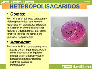 Biología
INICIO     ESQUEMA   RECURSOS
                                                    Los glúcidos

         HETEROPO...
