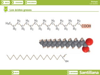 Biología
INICIO       ESQUEMA   RECURSOS
                                             Los lípidos



         Los ácidos grasos




            SALIR                 ANTERIOR
 
