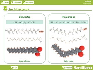 Biología
INICIO       ESQUEMA         RECURSOS
                                                        Los lípidos



         Los ácidos grasos


                    Saturados           Insaturados




                    Ácido esteárico      Ácido oleico



            SALIR                         ANTERIOR
 