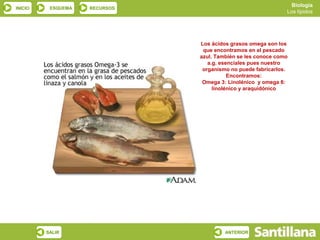 Biología
INICIO    ESQUEMA   RECURSOS
                                                              Los lípidos




                               Los ácidos grasos omega son los
                                que encontramos en el pescado
                               azul. También se les conoce como
                                  a.g. esenciales pues nuestro
                                organismo no puede fabricarlos.
                                          Encontramos:
                                Omega 3: Linolénico y omega 6:
                                    linolénico y araquidónico




         SALIR                          ANTERIOR
 