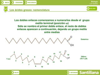 Biología
INICIO          ESQUEMA      RECURSOS
                                                                                               Los lípidos

                                                                                               VOLVER
         Los ácidos grasos: nomenclatura



            Los dobles enlaces comenzamos a numerarlos desde el grupo
                            metilo terminal (posición ω)
              Sólo se nombra el primer doble enlace, el resto de dobles
              enlaces aparecen a continuación, dejando un grupo metilo
                                    entre medias

                                                                                   Esteárico




            2                                                17
                     4                                  15
                                                                  18
                             6     8               13                               Oléico
                                         11
  1 (ω)                                                                           (18:1 ω9)
                3                                            16
                         5                              14
                             7                12
                                    9   10


            SALIR                                                      ANTERIOR
 
