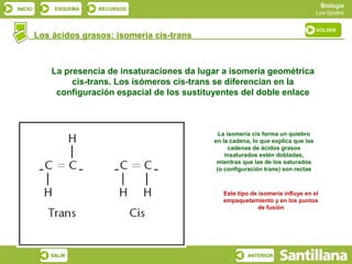Biología
INICIO       ESQUEMA        RECURSOS
                                                                                              Los lípidos

                                                                                              VOLVER
         Los ácidos grasos: isomeria cis-trans



             La presencia de insaturaciones da lugar a isomería geométrica
                  cis-trans. Los isómeros cis-trans se diferencian en la
              configuración espacial de los sustituyentes del doble enlace



                                                         La isomería cis forma un quiebro
                                                       en la cadena, lo que explica que las
                                                             cadenas de ácidos grasos
                                                           insaturados estén dobladas,
                                                        mientras que las de los saturados
                                                        (o configuración trans) son rectas


                    4
                                                          Este tipo de isomería influye en el
                            6     8               13      empaquetamiento y en los puntos
                                        11
  1 (ω)                                                                de fusión
             3
                        5
                            7                12
                                   9   10


            SALIR                                                  ANTERIOR
 