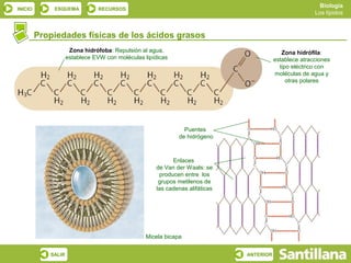Biología
INICIO       ESQUEMA           RECURSOS
                                                                                                       Los lípidos



         Propiedades físicas de los ácidos grasos
                     Zona hidrófoba: Repulsión al agua,                                    Zona hidrófila:
                    establece EVW con moléculas lipídicas                               establece atracciones
                                                                                          tipo eléctrico con
                                                                                        moléculas de agua y
                                                                                             otras polares




                                                               Puentes
                                                             de hidrógeno



                                                          Enlaces
                                                    de Van der Waals: se
                                                     producen entre los
                                                     grupos metilenos de
                                                    las cadenas alifáticas




                                                 Micela bicapa


            SALIR                                                            ANTERIOR
 