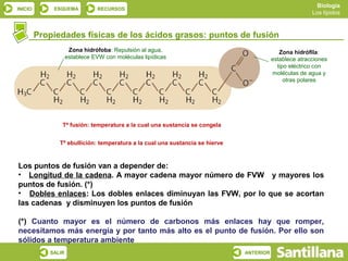 Biología
INICIO       ESQUEMA           RECURSOS
                                                                                                        Los lípidos



         Propiedades físicas de los ácidos grasos: puntos de fusión
                     Zona hidrófoba: Repulsión al agua,                                     Zona hidrófila:
                    establece EVW con moléculas lipídicas                                establece atracciones
                                                                                           tipo eléctrico con
                                                                                         moléculas de agua y
                                                                                              otras polares




                Tª fusión: temperatura a la cual una sustancia se congela


               Tª ebullición: temperatura a la cual una sustancia se hierve



Los puntos de fusión van a depender de:
• Longitud de la cadena. A mayor cadena mayor número de FVW y mayores los
puntos de fusión. (*)
• Dobles enlaces: Los dobles enlaces diminuyan las FVW, por lo que se acortan
las cadenas y disminuyen los puntos de fusión

(*) Cuanto mayor es el número de carbonos más enlaces hay que romper,
necesitamos más energía y por tanto más alto es el punto de fusión. Por ello son
sólidos a temperatura ambiente
            SALIR                                                             ANTERIOR
 