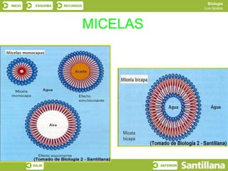 Biología
INICIO    ESQUEMA   RECURSOS
                                                    Los lípidos




                               MICELAS
 .




         SALIR                           ANTERIOR
 