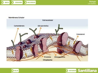 Biología
INICIO    ESQUEMA   RECURSOS
                                          Los lípidos




         SALIR                 ANTERIOR
 