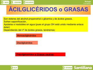 Biología
INICIO     ESQUEMA     RECURSOS
                                                                         Los lípidos



         ÁCILGLICÉRIDOS o GRASAS
Son ésteres del alcohol propanotriol o glicerina y de ácidos grasos.
Sufren saponificación.
Apolares e insolubles en agua (pues el grupo OH está unido mediante enlace
éster)
Dependiendo del nº de ácidos grasos, tendremos:

              Monoacilglicéridos


              Diacilglicéridos




             Triacilglicéridos ó Grasas neutras:




          SALIR                                          ANTERIOR
 