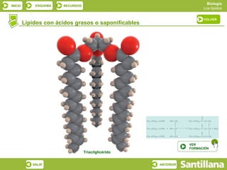 Biología
INICIO       ESQUEMA   RECURSOS
                                                                       Los lípidos

                                                                       VOLVER
         Lípidos con ácidos grasos o saponificables




                                                                 VER
                                                                 FORMACIÓN
                                  Triacilglicérido


            SALIR                                     ANTERIOR
 