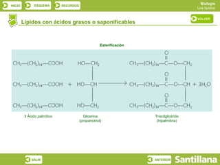 Biología
INICIO          ESQUEMA       RECURSOS
                                                                                          Los lípidos

                                                                                          VOLVER
         Lípidos con ácidos grasos o saponificables



                                                      Esterificación




          3 Ácido palmítico                Glicerina                   Triacilglicérido
                                         (propanotriol)                 (tripalmitina)




              SALIR                                                    ANTERIOR
 