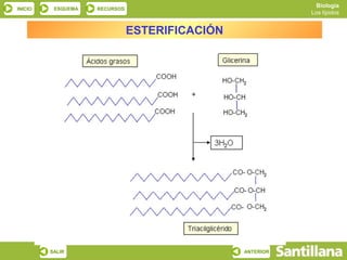 Biología
INICIO    ESQUEMA   RECURSOS
                                                           Los lípidos


                               ESTERIFICACIÓN




         SALIR                                  ANTERIOR
 