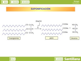 Biología
INICIO    ESQUEMA   RECURSOS
                                                           Los lípidos



                               SAPONIFICACIÓN




         SALIR                                  ANTERIOR
 