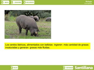 Biología
INICIO    ESQUEMA   RECURSOS
                                                                          Los lípidos




 Los cerdos ibéricos, alimentados con bellotas ingieren más cantidad de grasas
 insaturadas y generan grasas más fluidas.




         SALIR                                           ANTERIOR
 