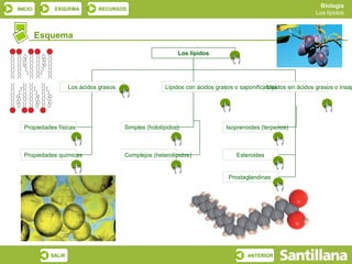 Biología
INICIO       ESQUEMA          RECURSOS
                                                                                                               Los lípidos



         Esquema
                                                            Los lípidos




                    Los ácidos grasos                  Lípidos con ácidos grasos o saponificables
                                                                                             Lípidos sin ácidos grasos o insap




  Propiedades físicas                   Simples (hololípidos)                Isoprenoides (terpenos)



  Propiedades químicas                  Complejos (heterolípidos)                Esteroides


                                                                              Prostaglandinas




            SALIR                                                                     ANTERIOR
 